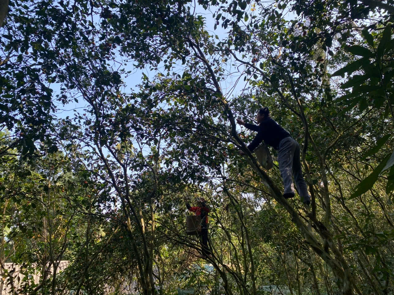 Hương vị trà quýt hoi