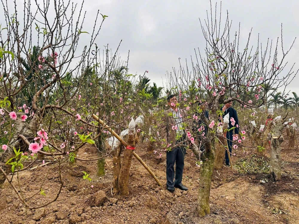 Vùng trồng đào xã Hồ Vương rực rỡ khoe sắc, sẵn sàng phục vụ Tết nguyên đán Bính Ngọ
