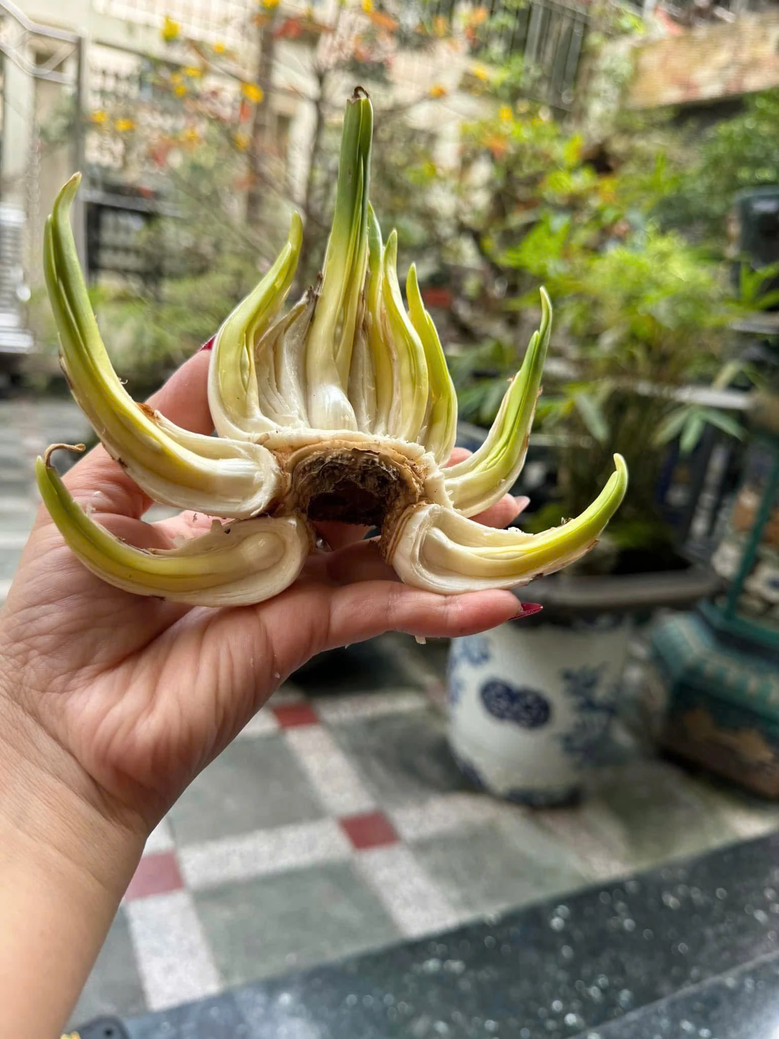 [E-Magazine] - Thanh tao thú chơi Thuỷ Tiên ngày Tết