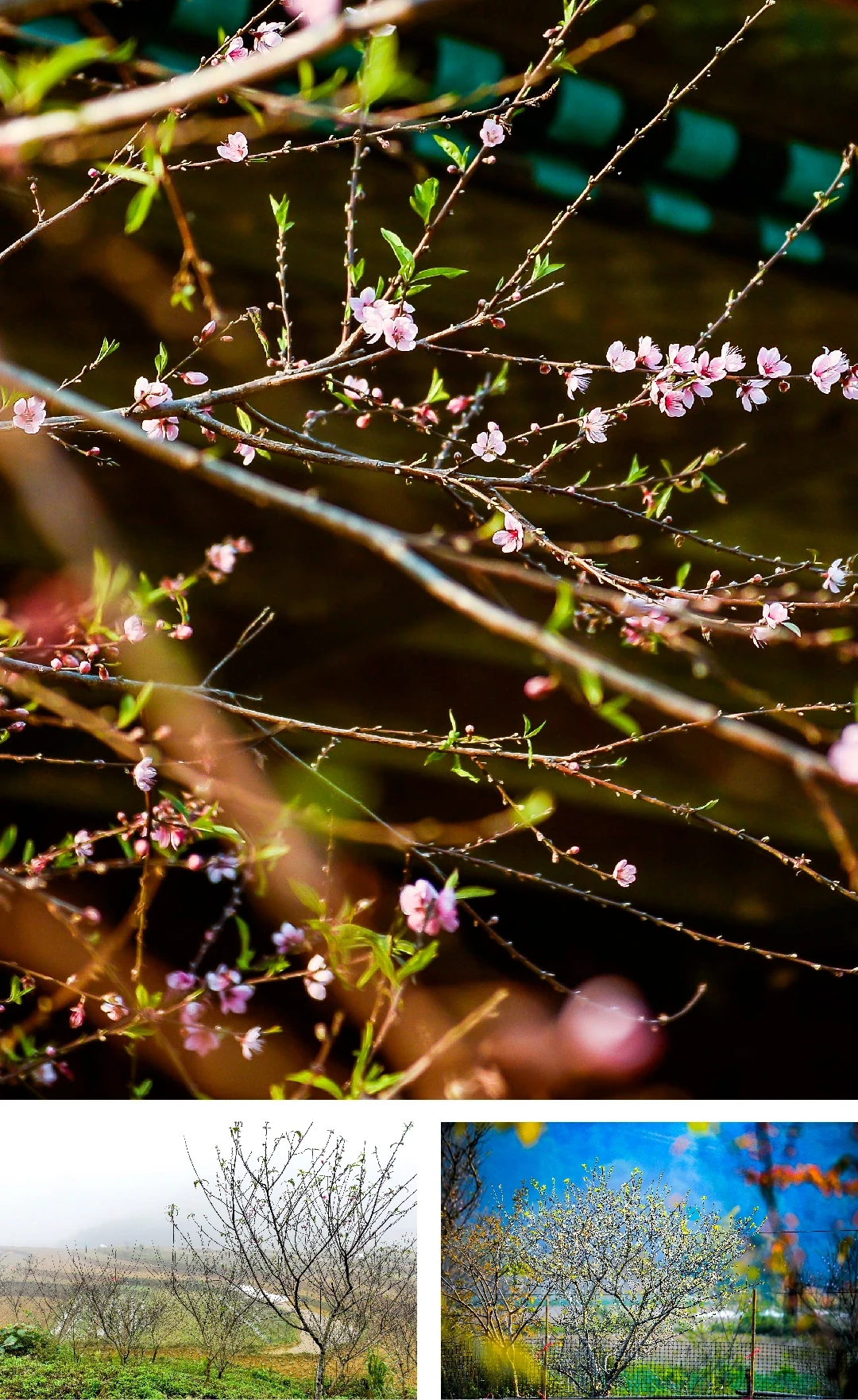 [E-Magazine] Xuân sớm giữa đại ngàn