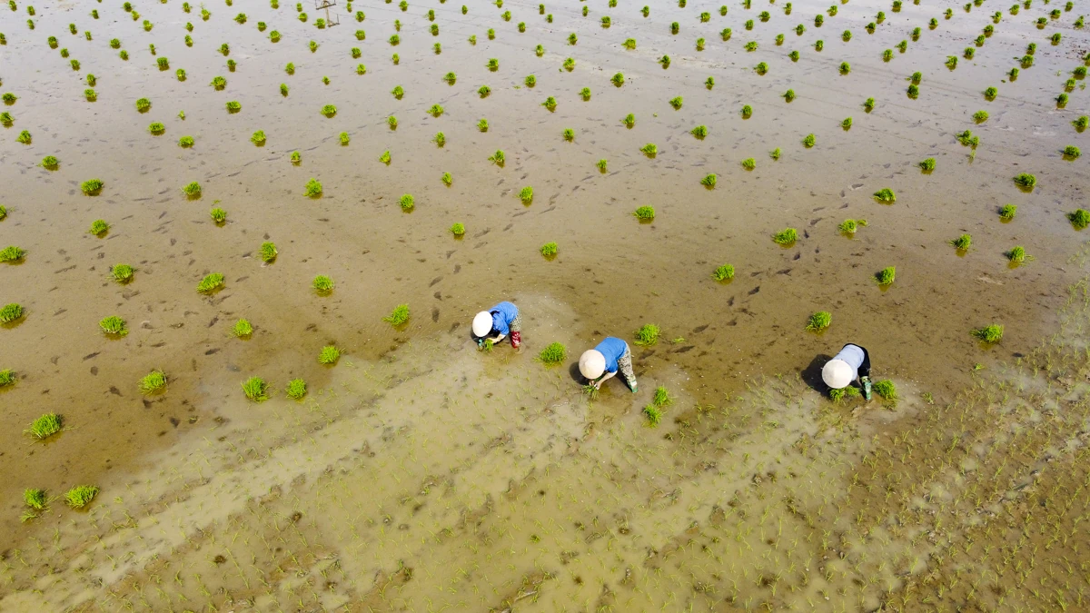 Cấy thuê - sinh kế mùa vụ của nông dân xứ Thanh