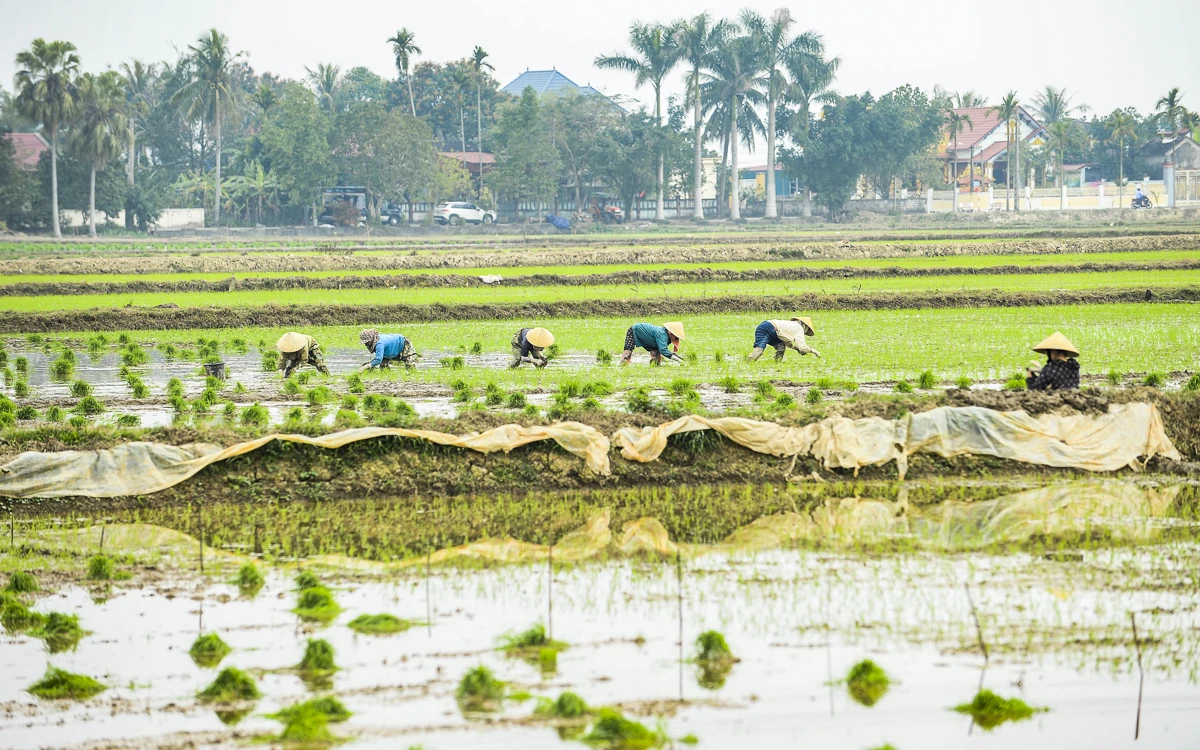 Cấy thuê - sinh kế mùa vụ của nông dân xứ Thanh