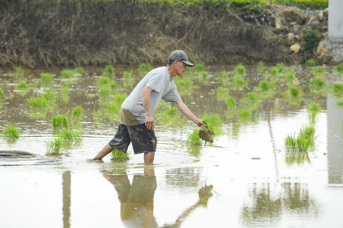 Cấy thuê - sinh kế mùa vụ của nông dân xứ Thanh