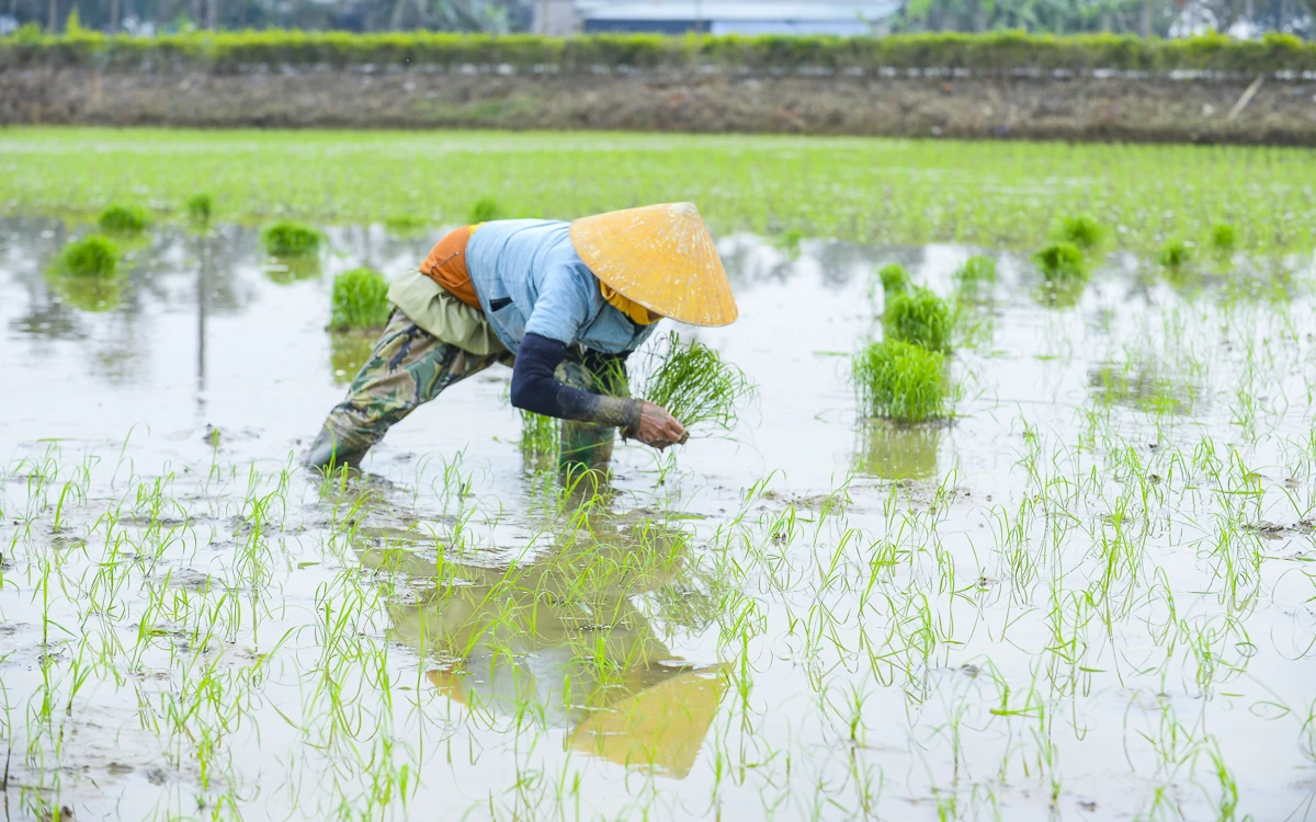 Cấy thuê - sinh kế mùa vụ của nông dân xứ Thanh