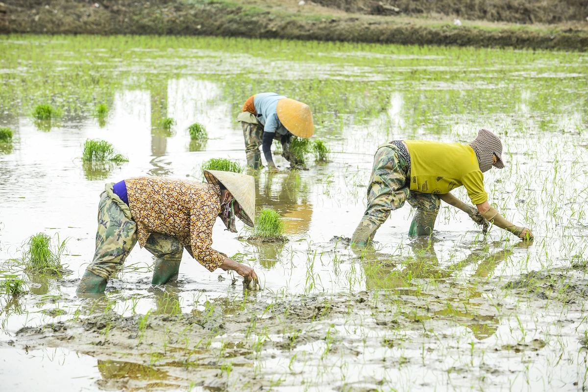 Cấy thuê - sinh kế mùa vụ của nông dân xứ Thanh