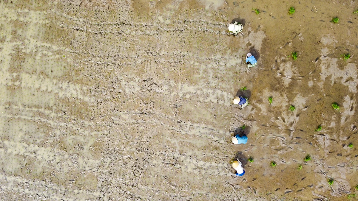 Cấy thuê - sinh kế mùa vụ của nông dân xứ Thanh