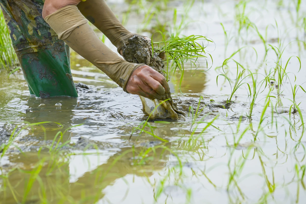 Cấy thuê - sinh kế mùa vụ của nông dân xứ Thanh