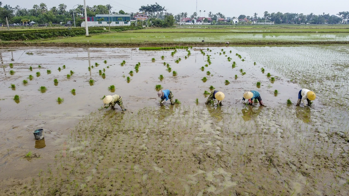 Cấy thuê - sinh kế mùa vụ của nông dân xứ Thanh
