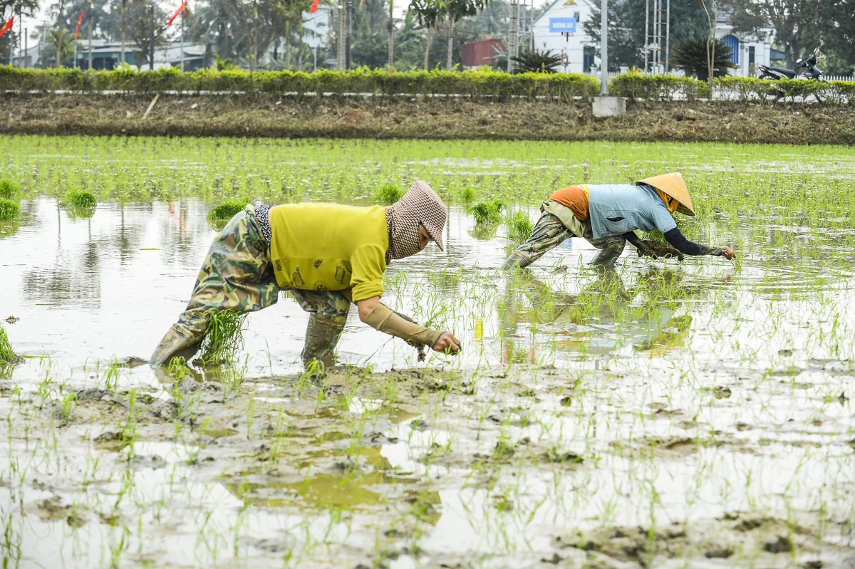 Cấy thuê - sinh kế mùa vụ của nông dân xứ Thanh