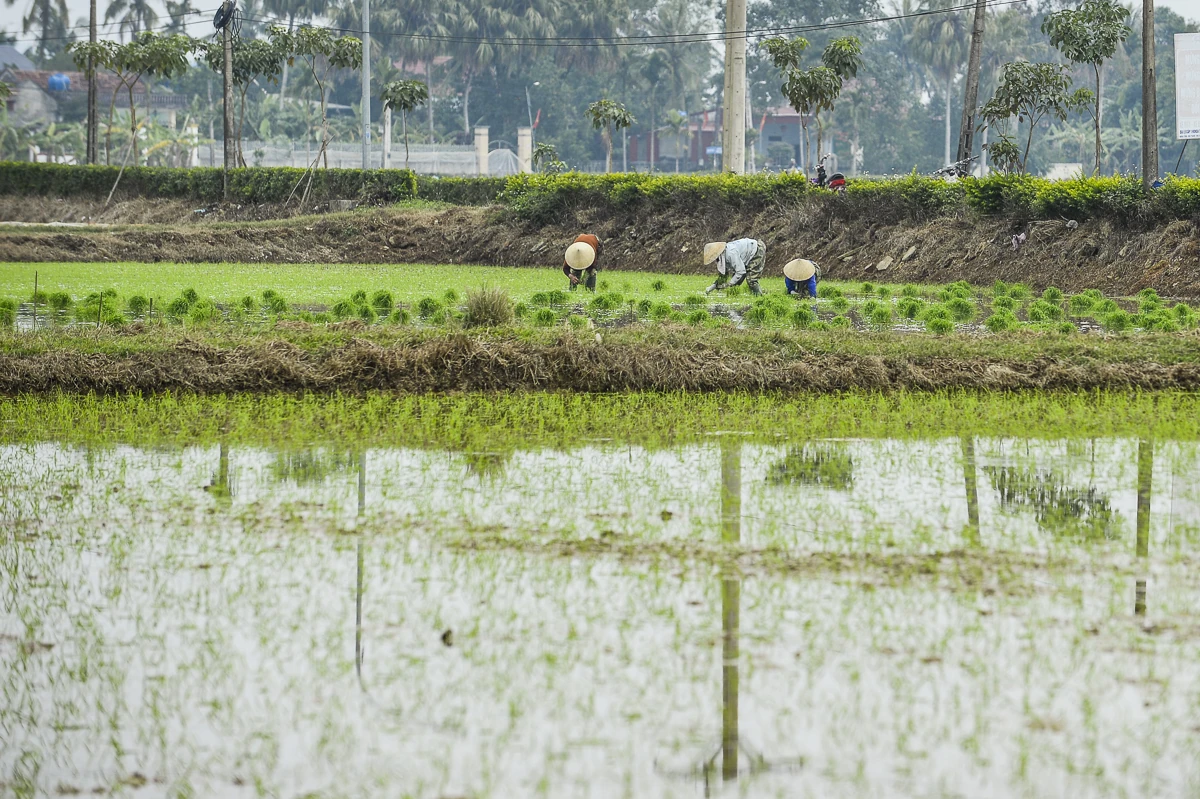 Cấy thuê - sinh kế mùa vụ của nông dân xứ Thanh