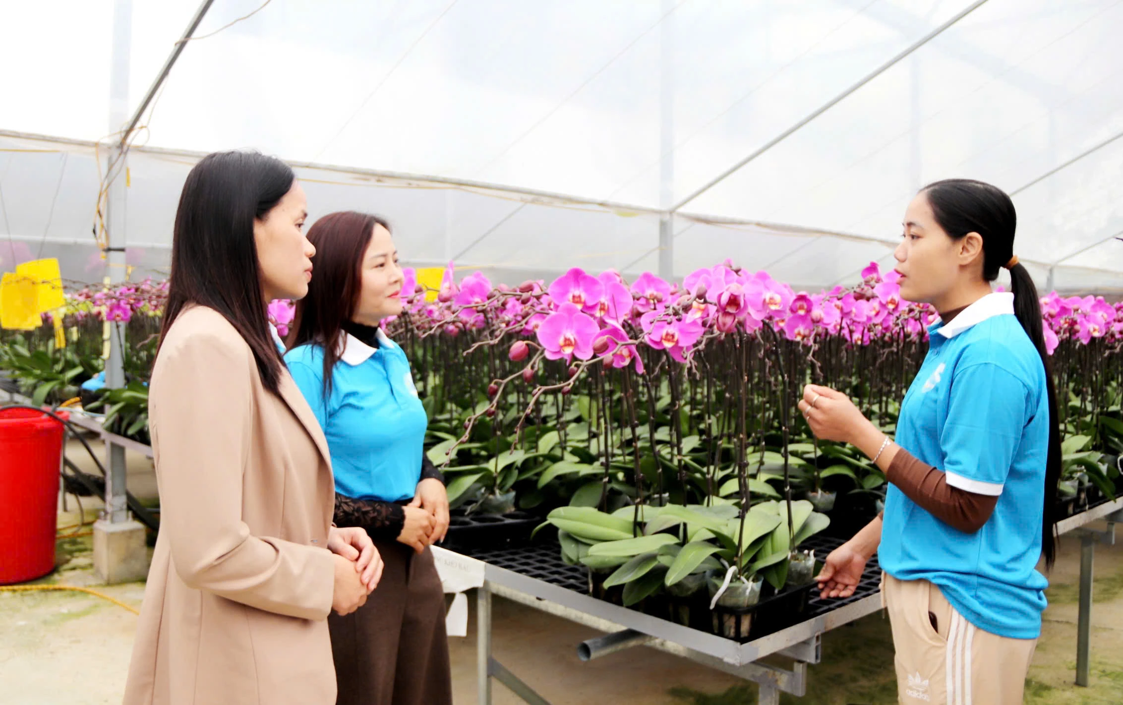 Khởi nghiệp, làm giàu từ hoa lan