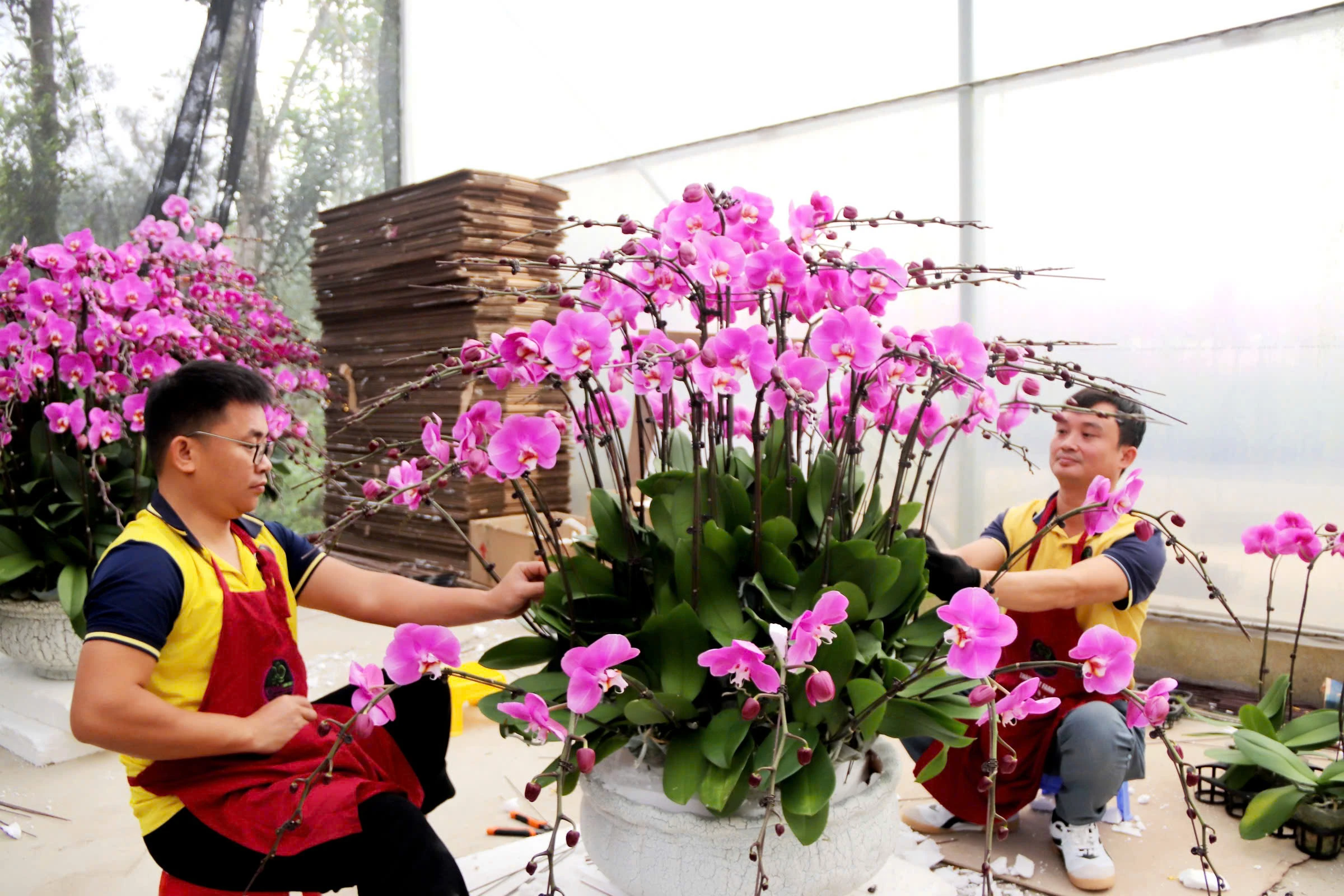 Khởi nghiệp, làm giàu từ hoa lan