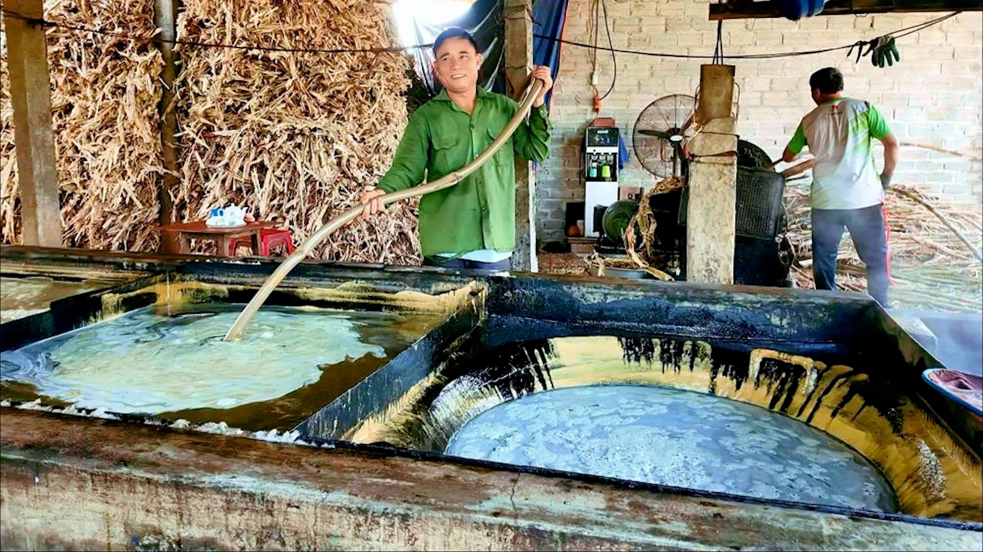 Xuân trên đất mía