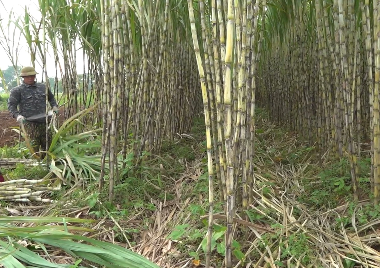 Xuân trên đất mía