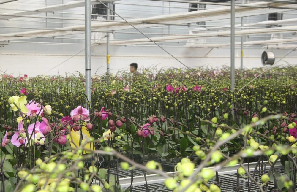 Chợ hoa xuân giữa cánh đồng công nghệ