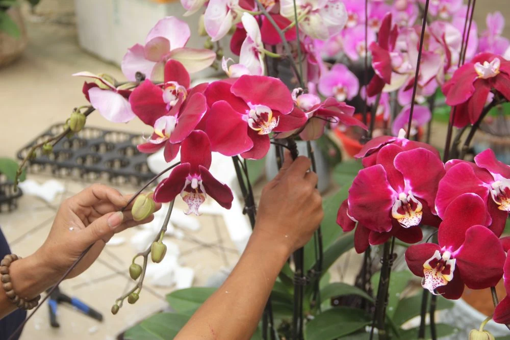 Chợ hoa xuân giữa cánh đồng công nghệ