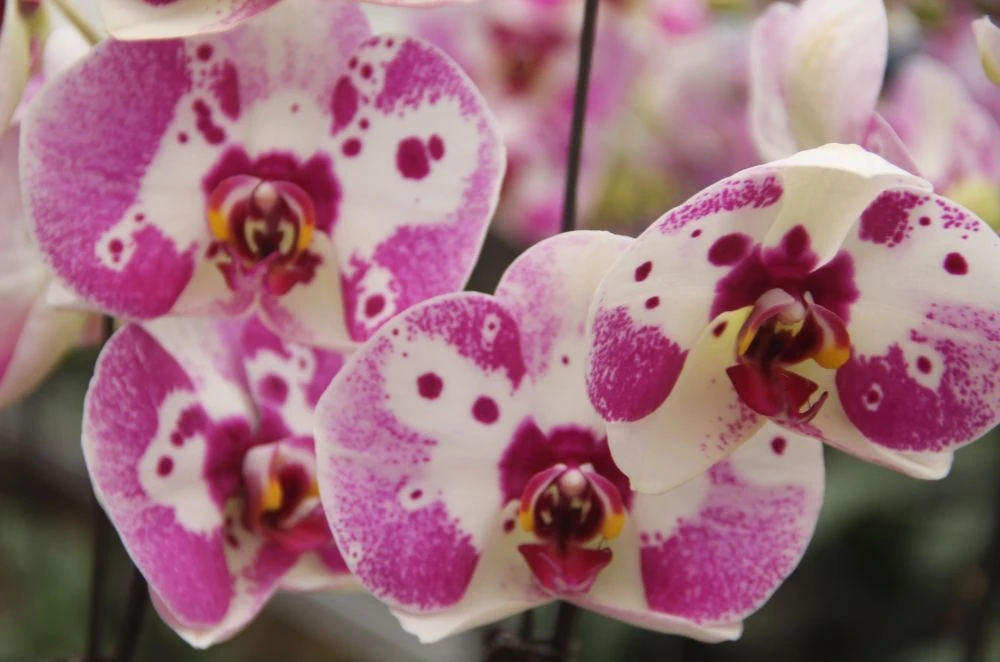 Chợ hoa xuân giữa cánh đồng công nghệ