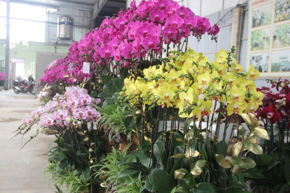 Chợ hoa xuân giữa cánh đồng công nghệ