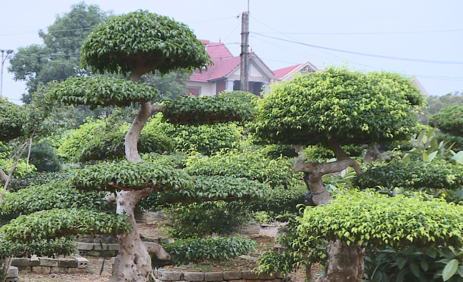 Làm giàu từ niềm đam mê cây cảnh