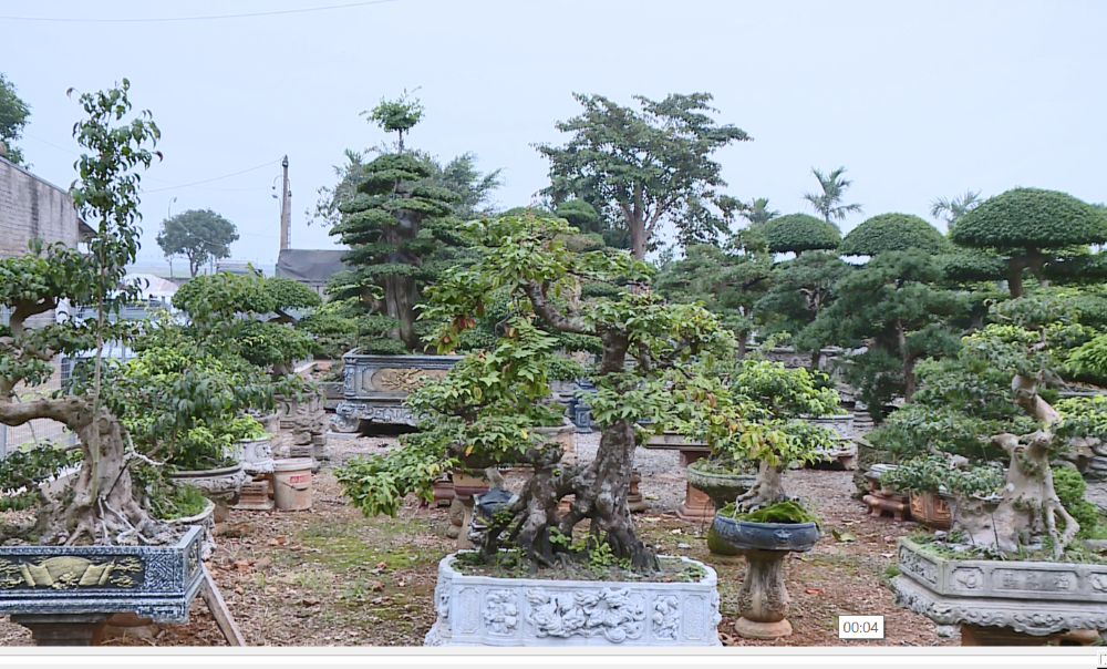 Làm giàu từ niềm đam mê cây cảnh