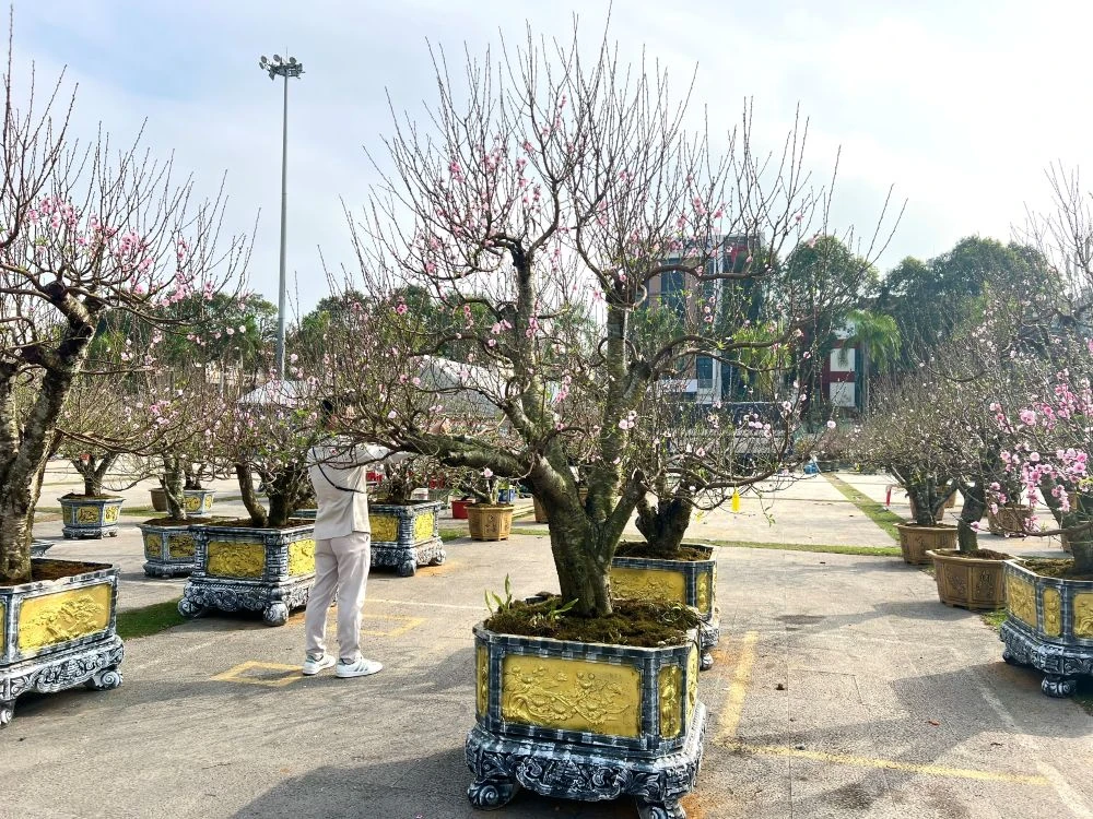 Thuê đào chơi Tết - từ thú chơi sang xu hướng tiêu dùng mới