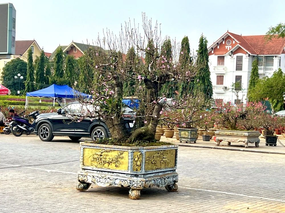 Thuê đào chơi Tết - từ thú chơi sang xu hướng tiêu dùng mới