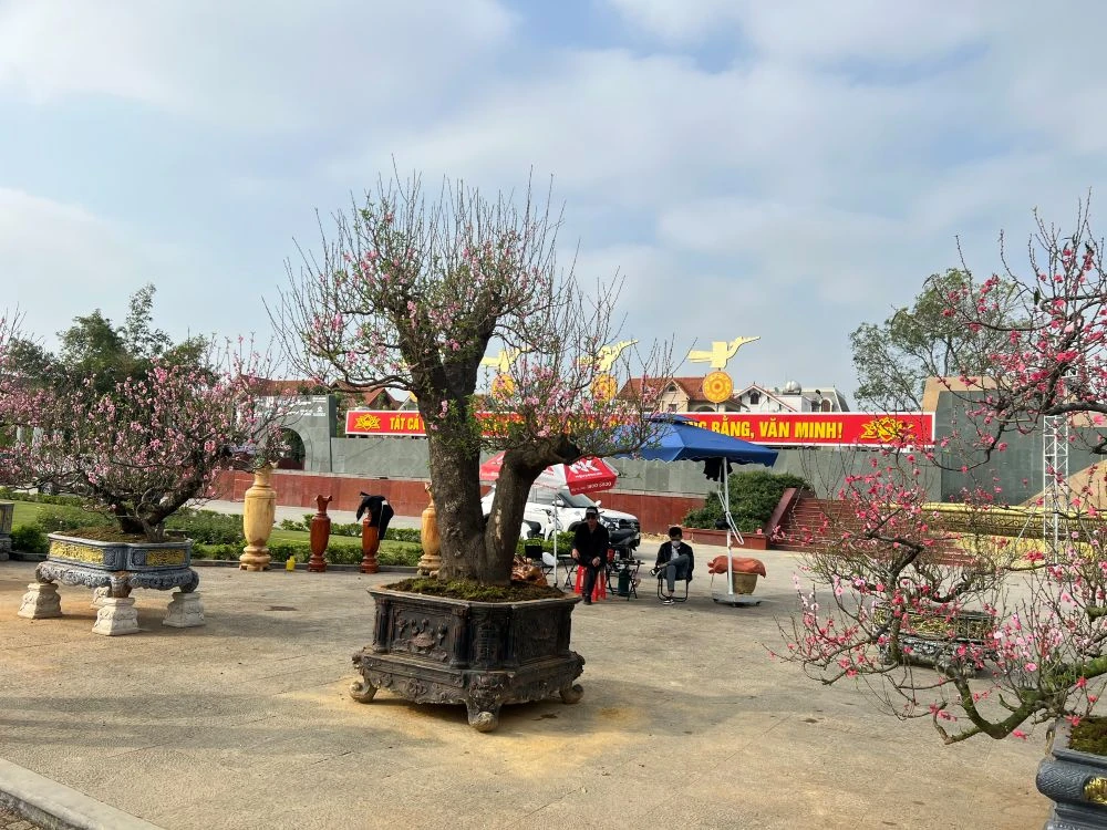 Thuê đào chơi Tết - từ thú chơi sang xu hướng tiêu dùng mới