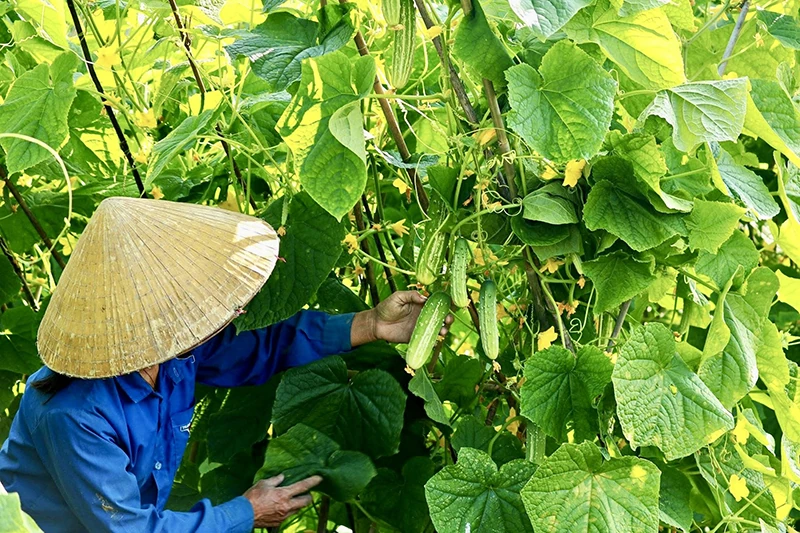 Phục tráng, phát triển giống dưa chuột nếp Hà Trung