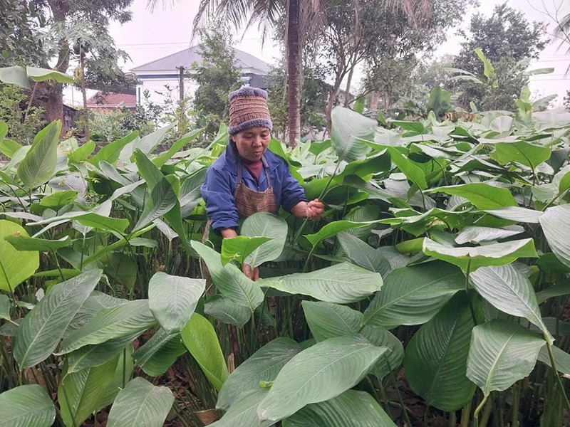 “Lửa tết” (Bài 1): Thấy lá dong là thấy tết...