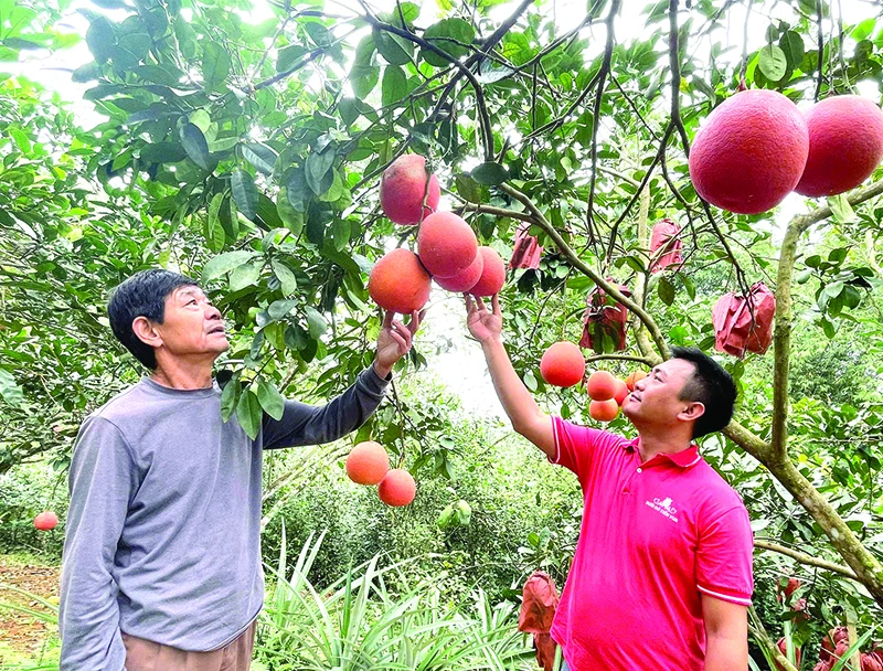 Xuân về vùng bưởi đỏ tiến vua