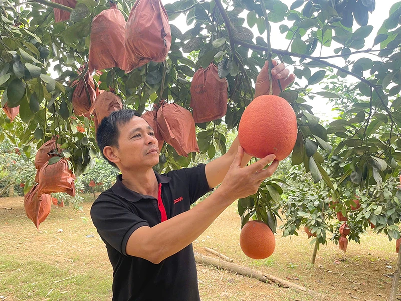 Xuân về vùng bưởi đỏ tiến vua