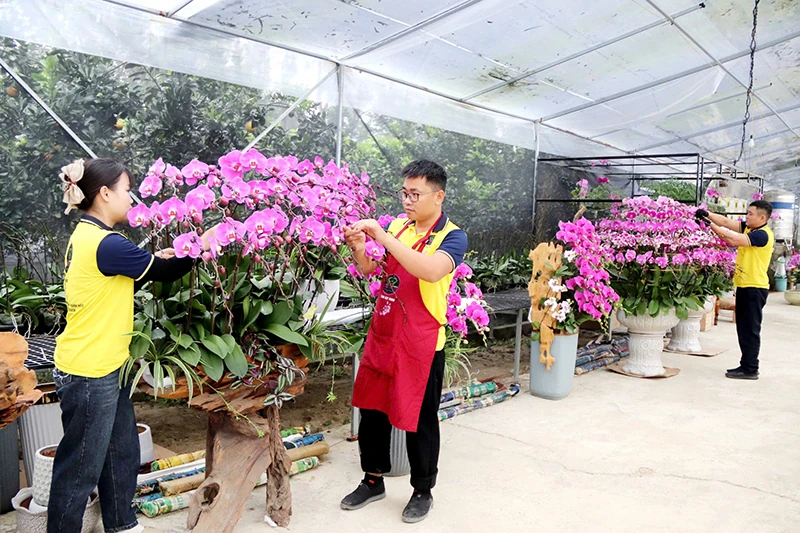 Khởi nghiệp, làm giàu từ hoa lan