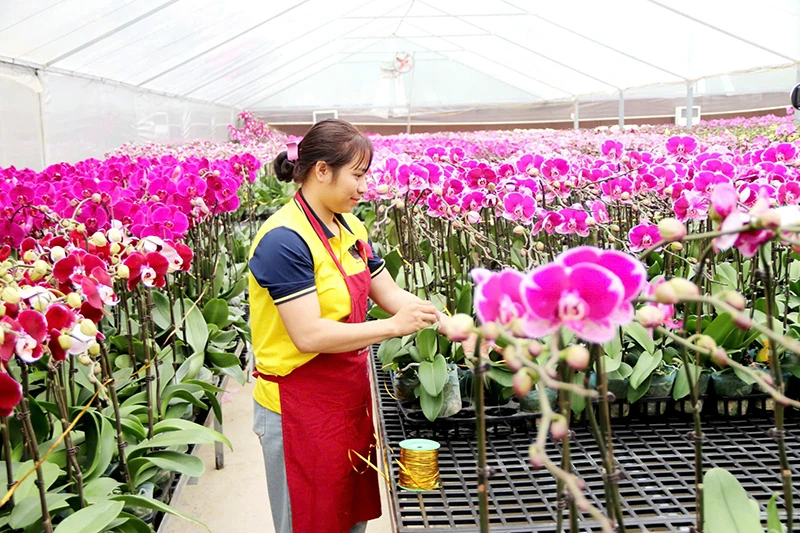 Khởi nghiệp, làm giàu từ hoa lan