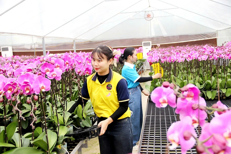 Khởi nghiệp, làm giàu từ hoa lan