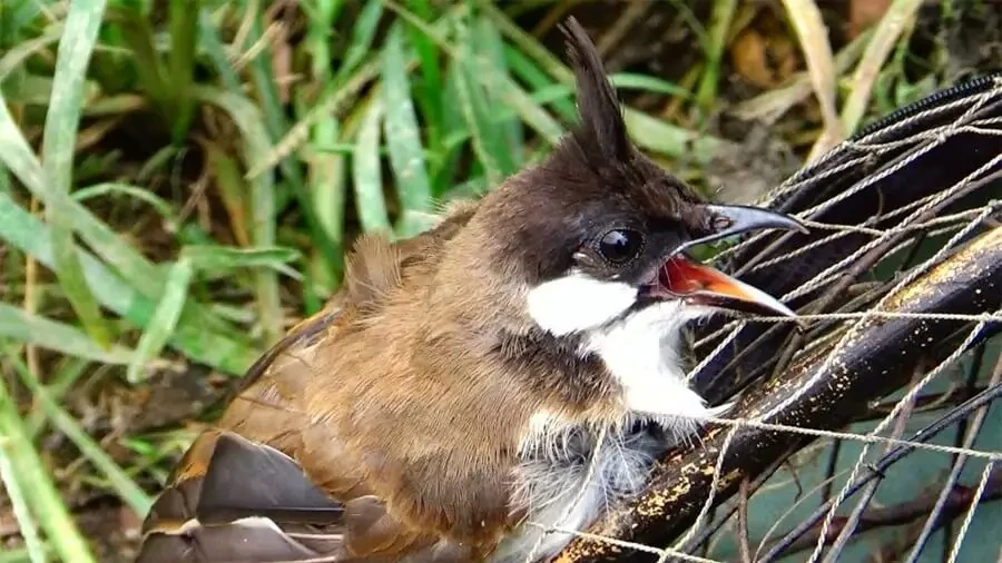 Tôi là Tiểu Bạch và đây là chuyện của lũ mèo chúng tôi: Câu chuyện thứ 16 - Chào mào Sữa