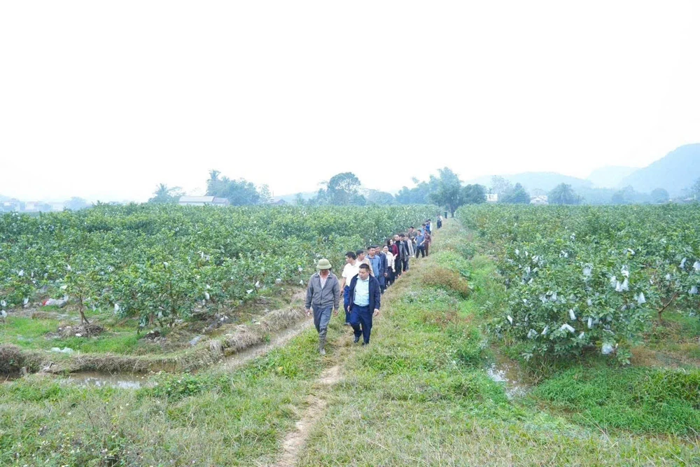 Xuân về trên Chiến khu Ngọc Trạo