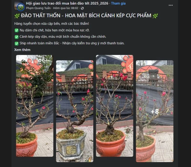 Sôi động thị trường đào Tết trên các nền tảng mạng xã hội