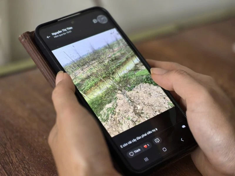 Sôi động thị trường đào Tết trên các nền tảng mạng xã hội