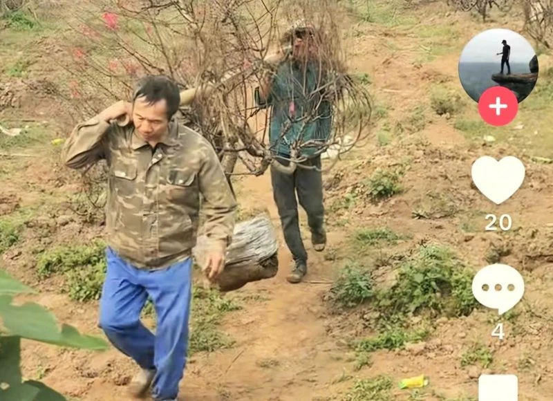 Sôi động thị trường đào Tết trên các nền tảng mạng xã hội