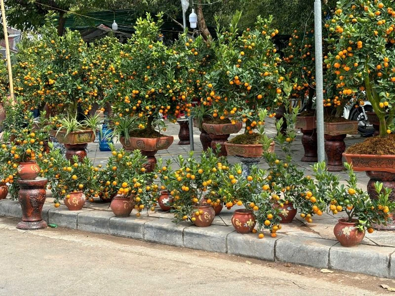 Đào, quất mini “hút khách”