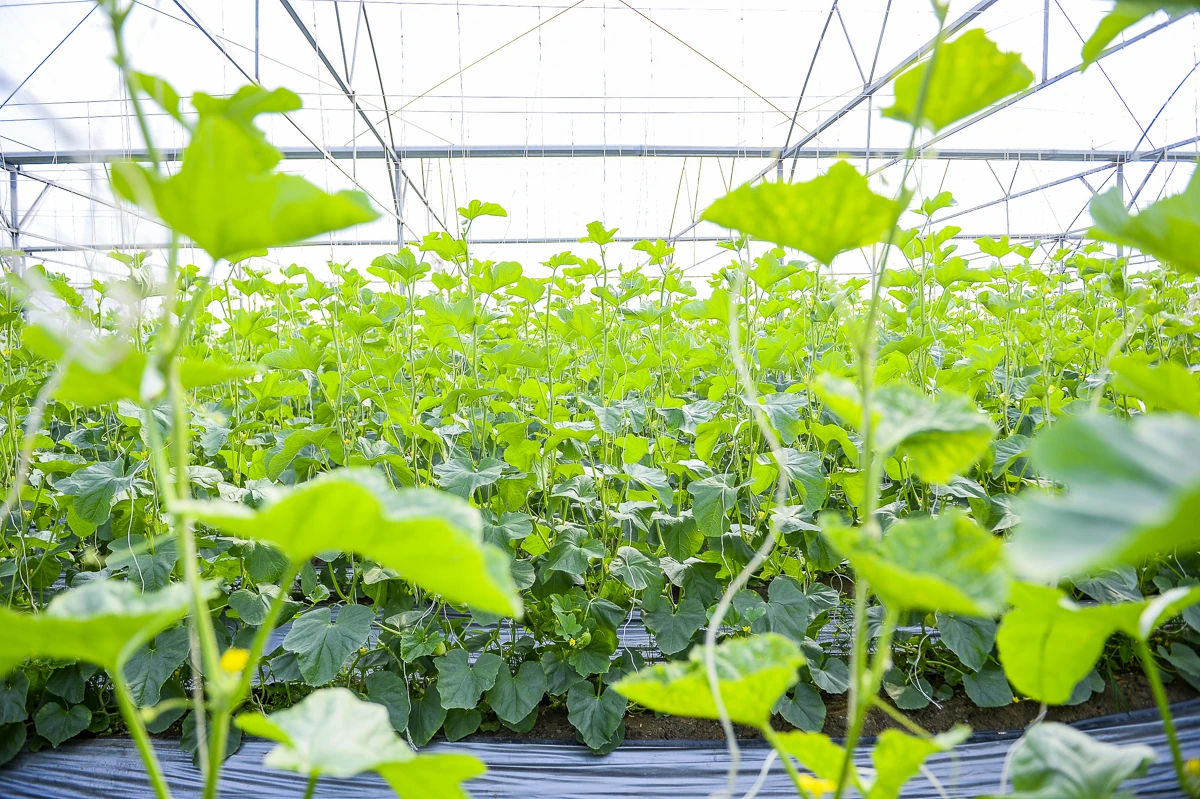 Từ ruộng đồng địa phương đến chuỗi giá trị nông nghiệp công nghệ cao