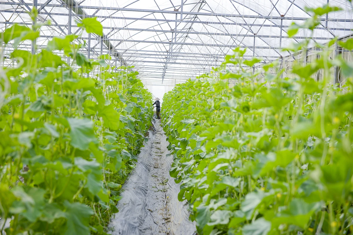 Từ ruộng đồng địa phương đến chuỗi giá trị nông nghiệp công nghệ cao