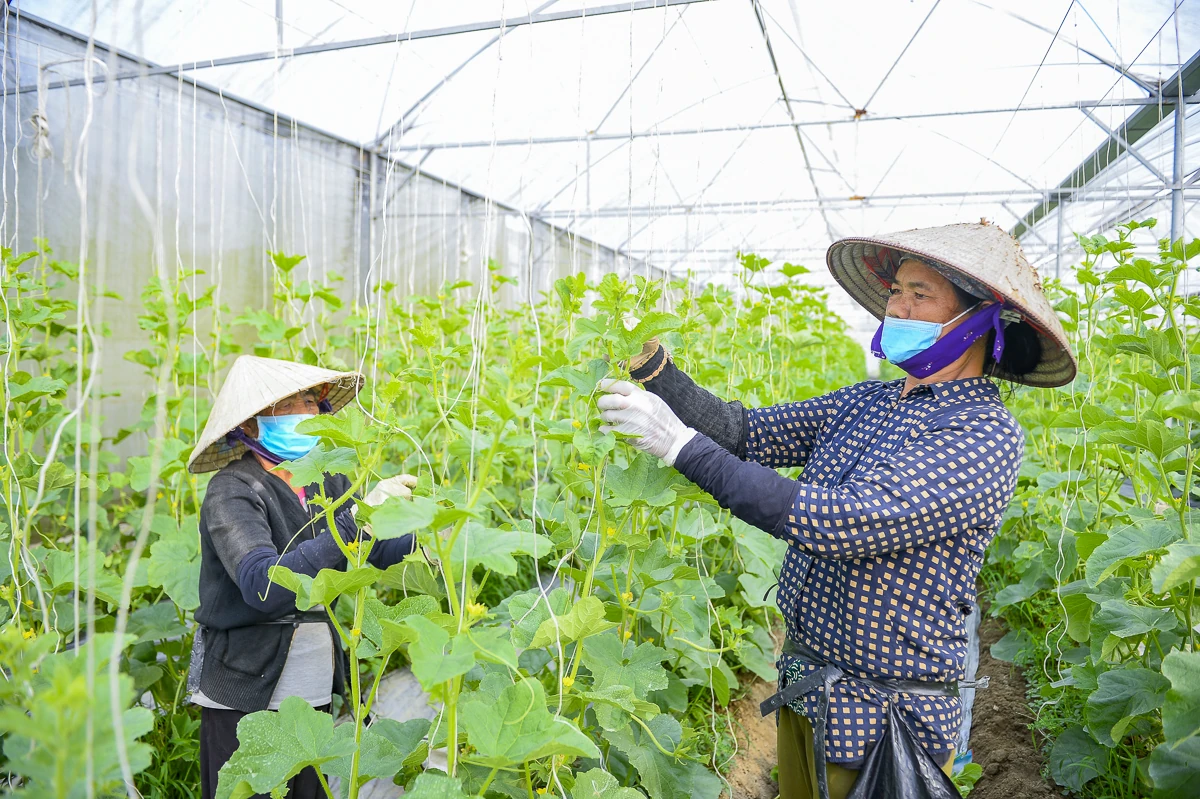 Từ ruộng đồng địa phương đến chuỗi giá trị nông nghiệp công nghệ cao