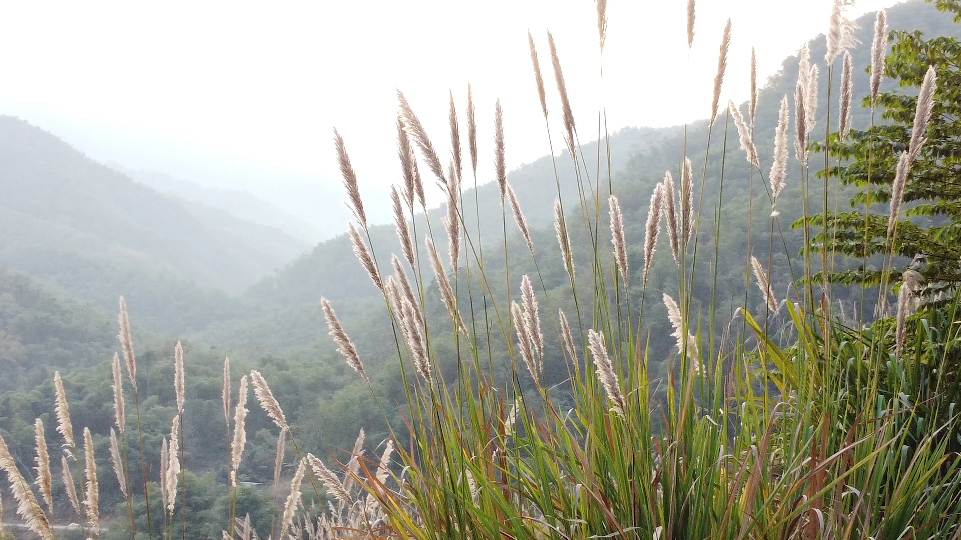 Mùa bông lau bản Thái