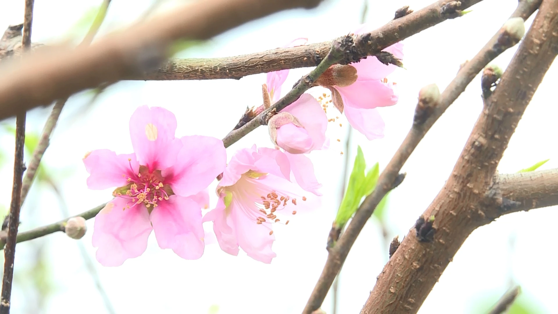 Xuân về trên xứ đào phai