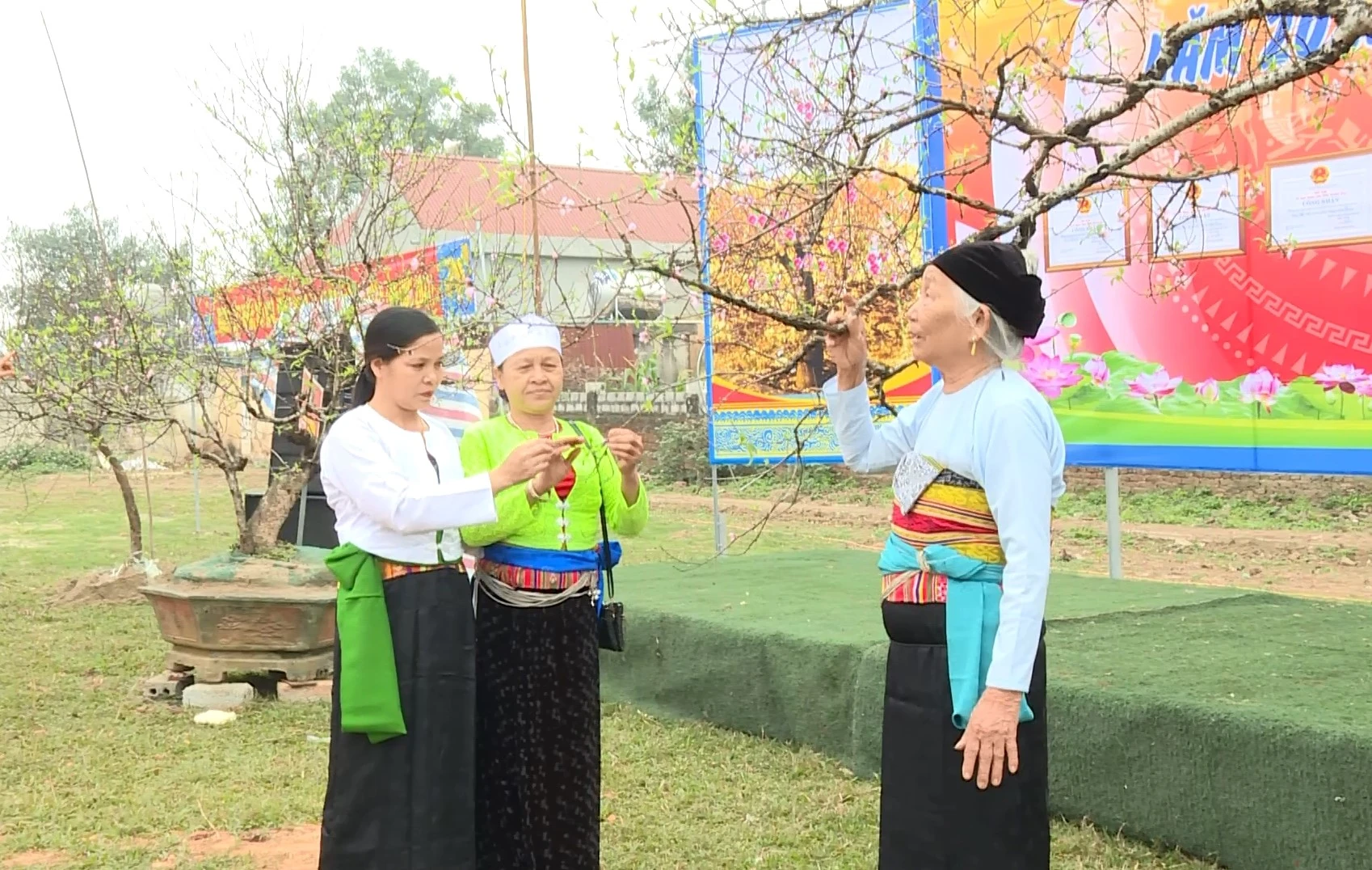 Xuân về trên xứ đào phai