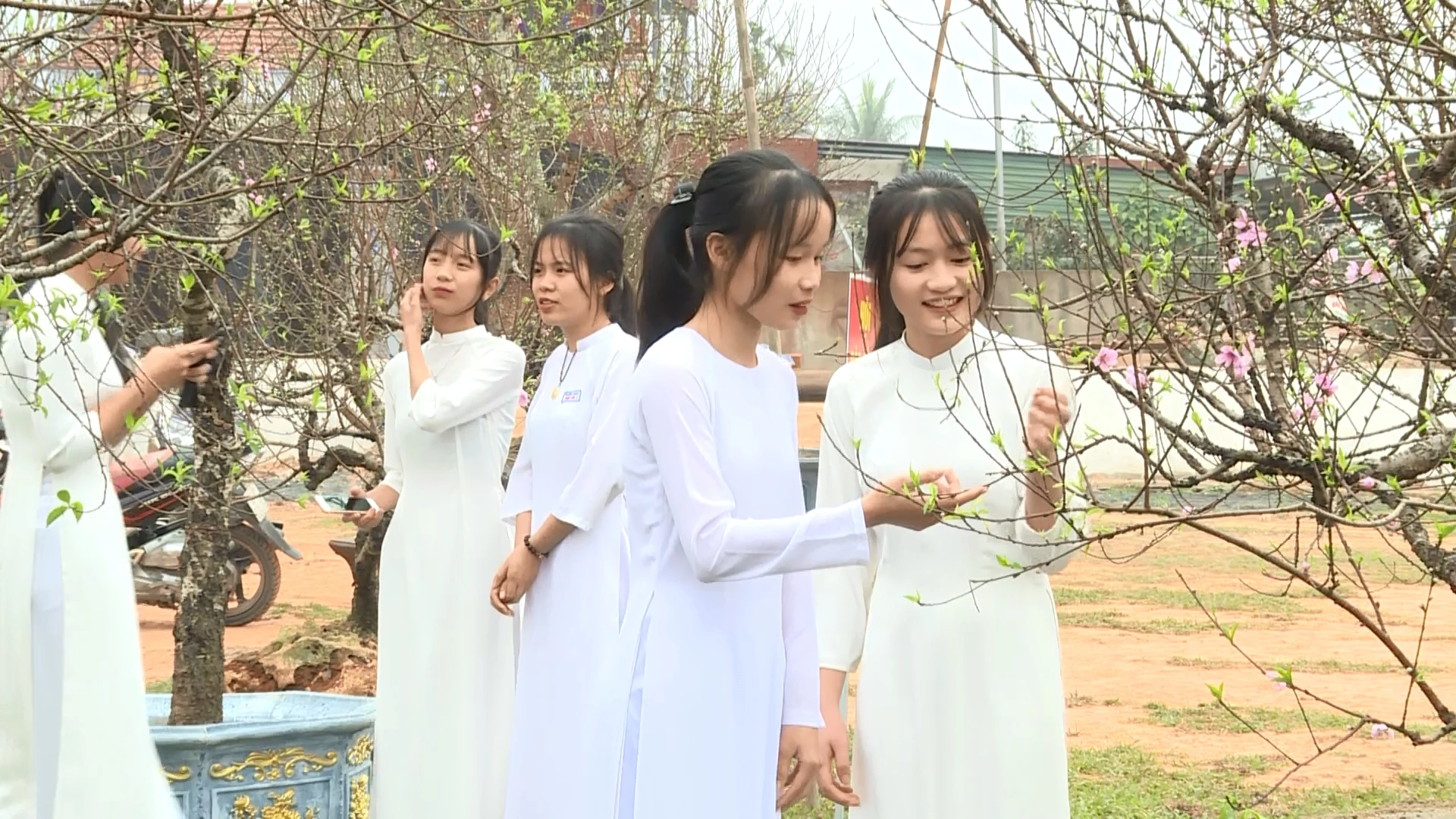 Xuân về trên xứ đào phai