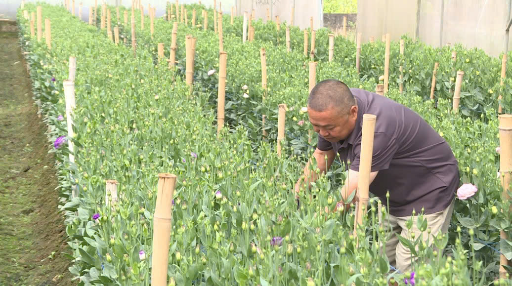 Làng hoa Thạc Quả vào xuân