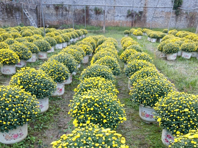 Làng hoa Thạc Quả vào xuân