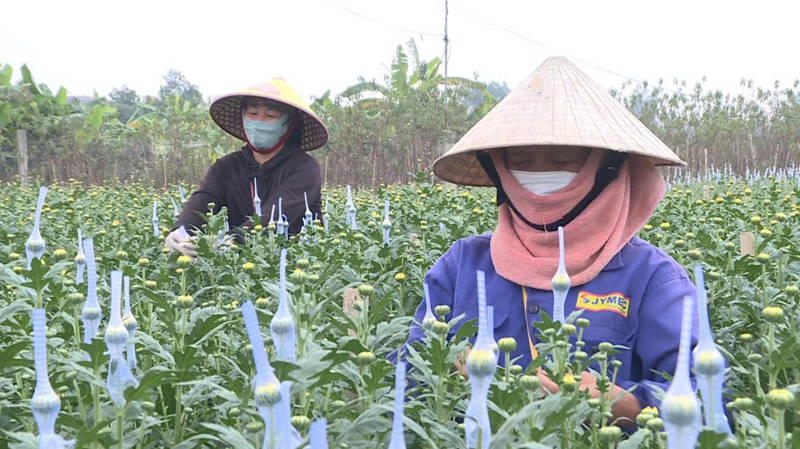 Làng hoa Thạc Quả vào xuân